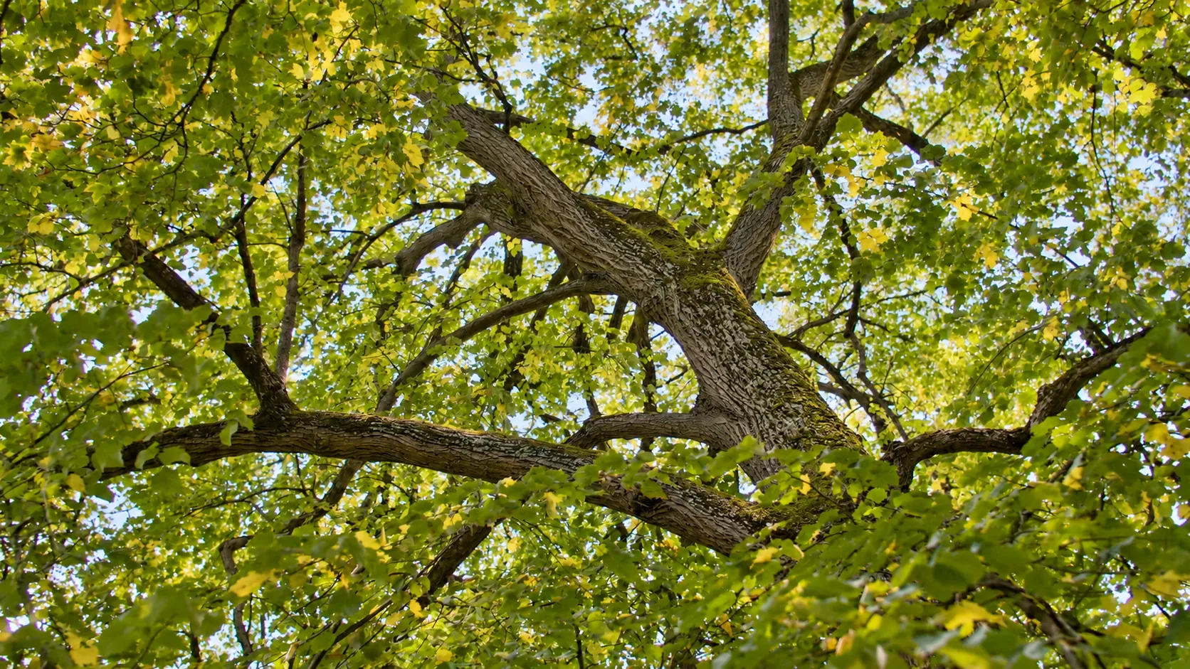 La canopée d'un grand arbre, vue d'en dessous, traversée par la lumière.