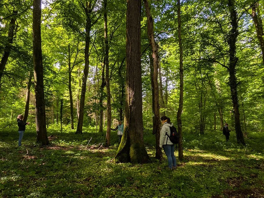 Un sous-bois lumineux, de grands arbres.